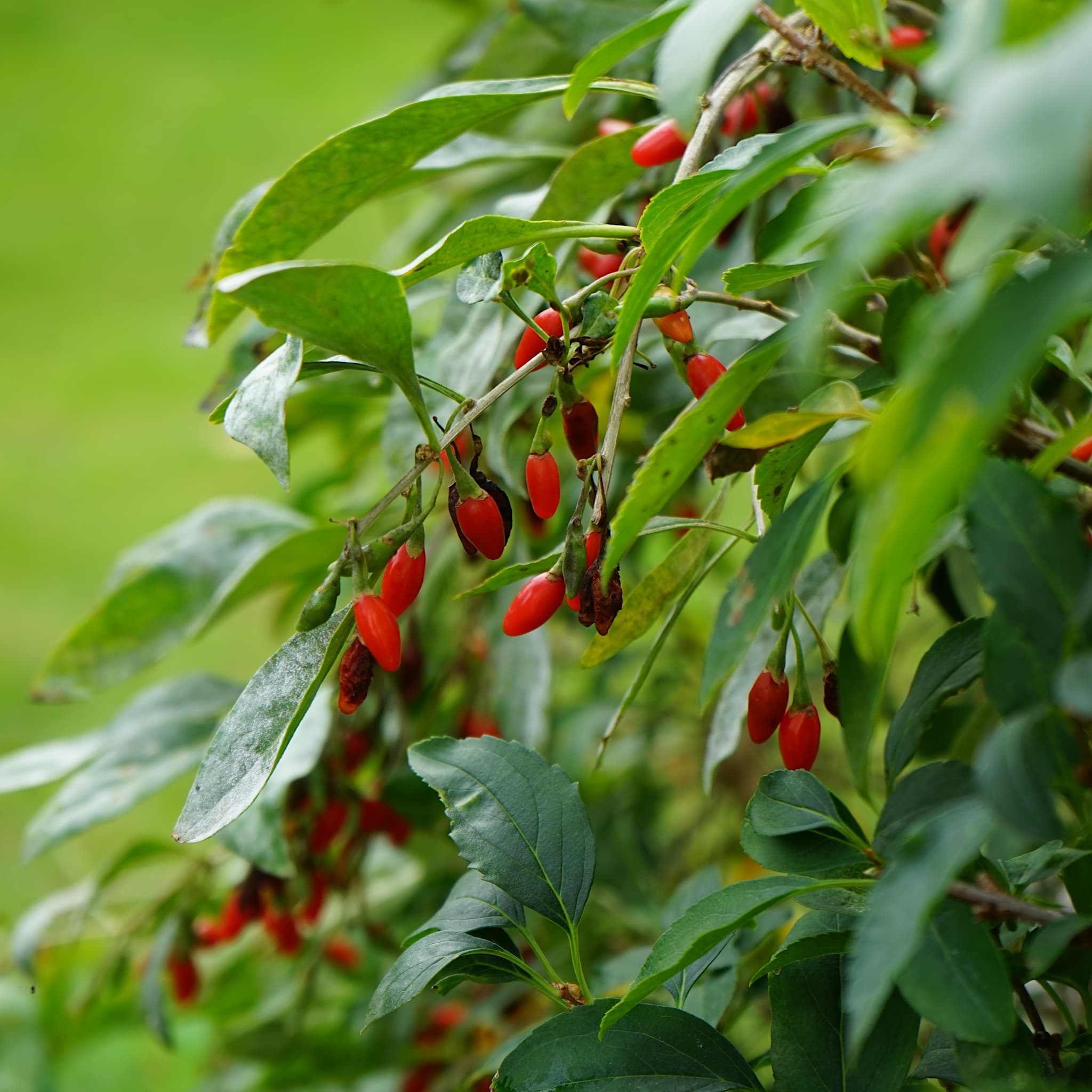 Lycium barbarum 'Gojiberry'