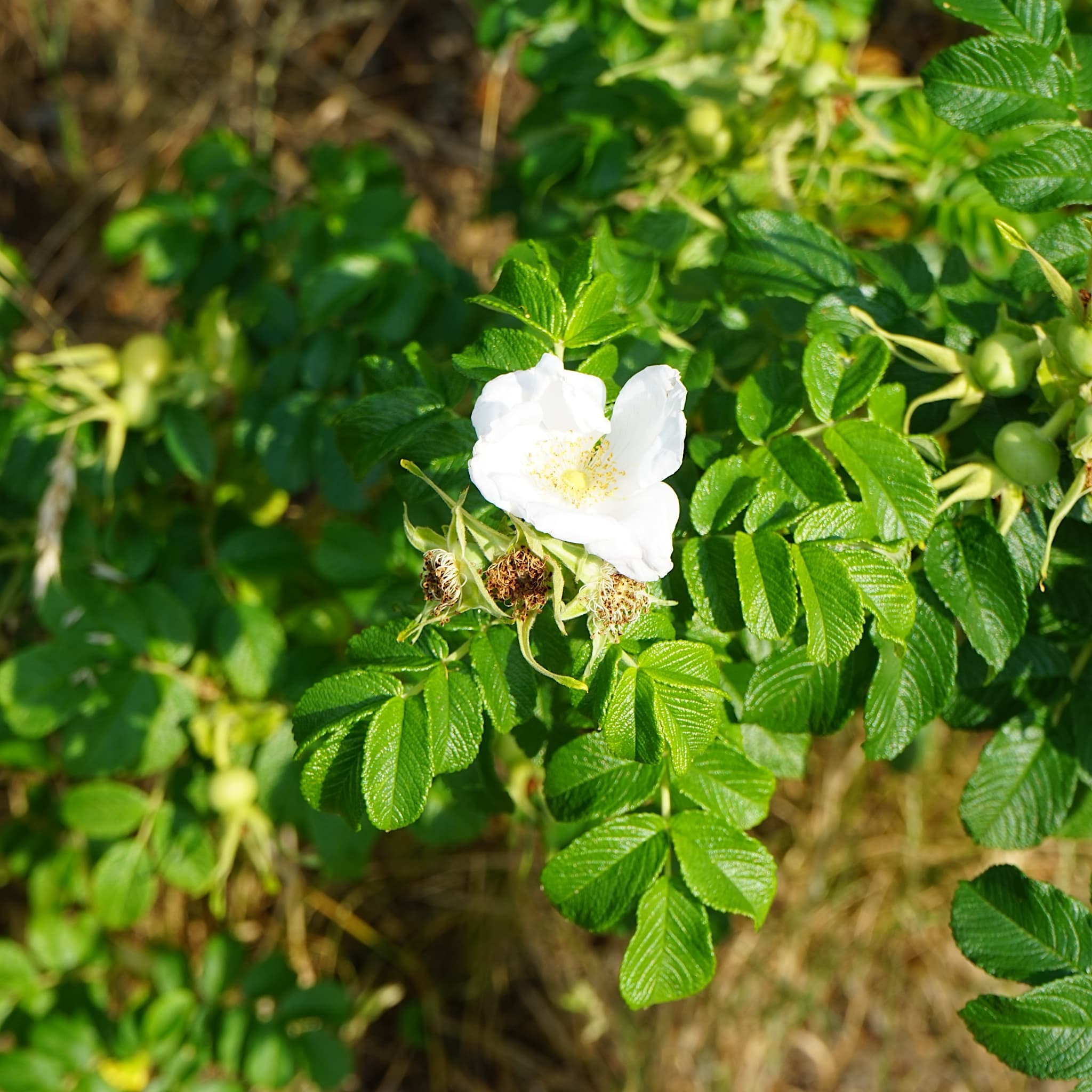 Rosa rugosa 'Alba'