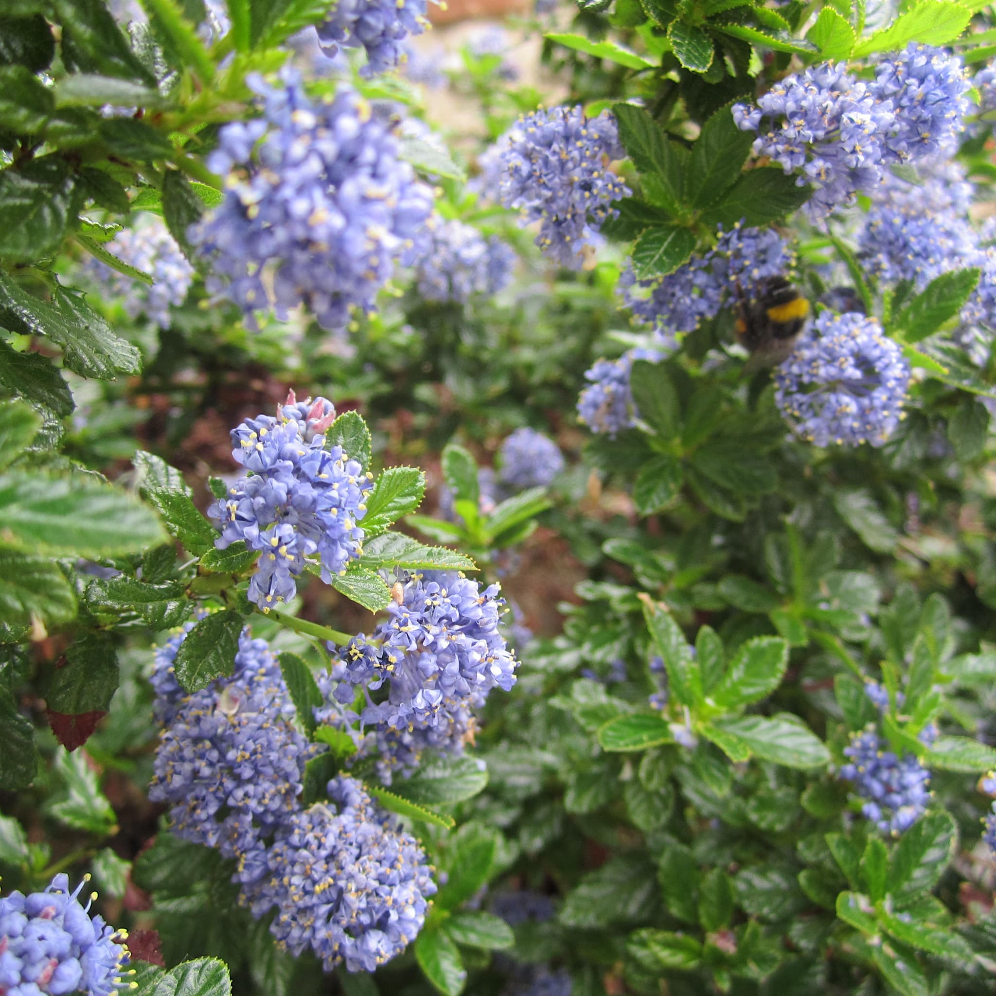 Ceanothus 'Blue Mound'