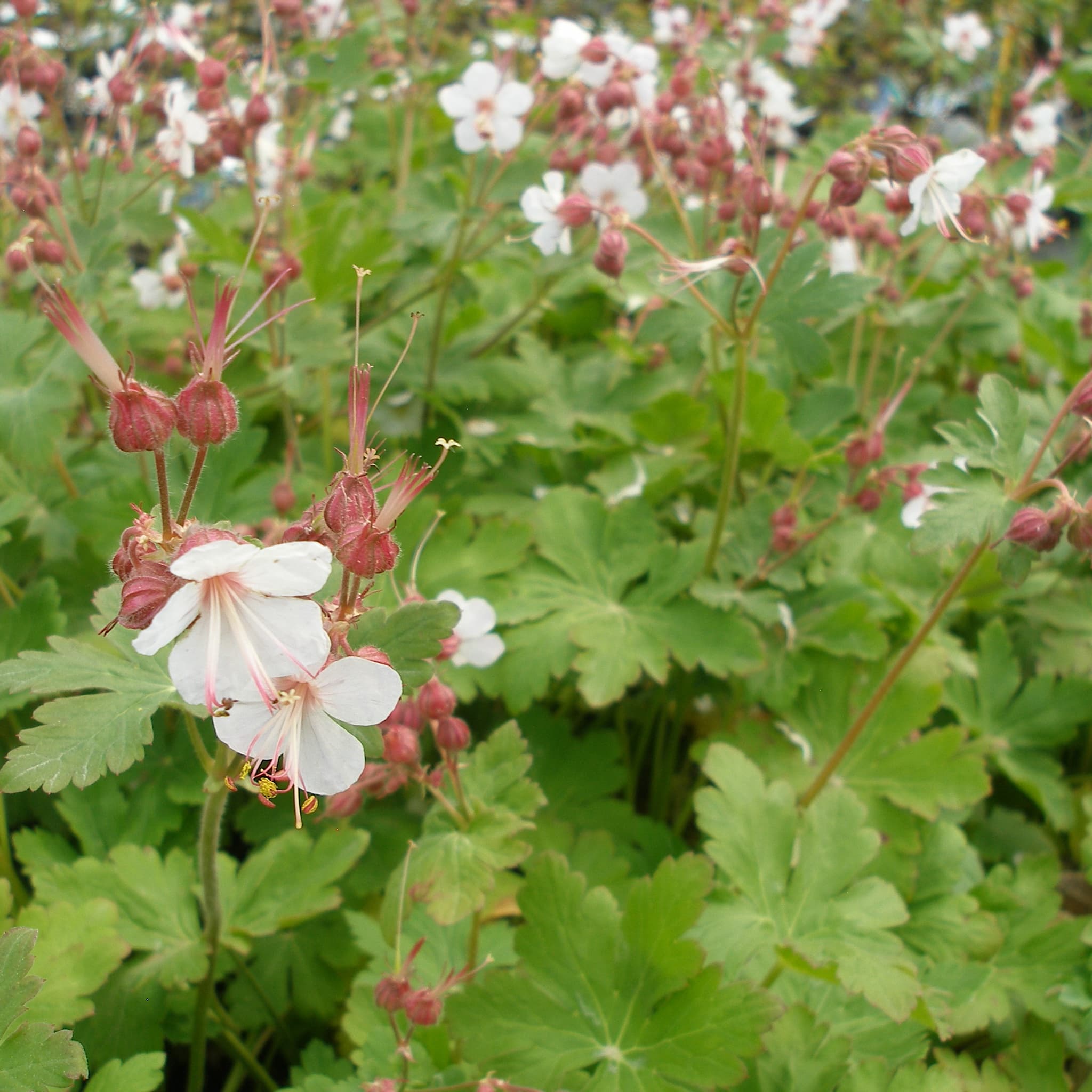 Geranium macr. 'Ingwersen's Var.' (pink)