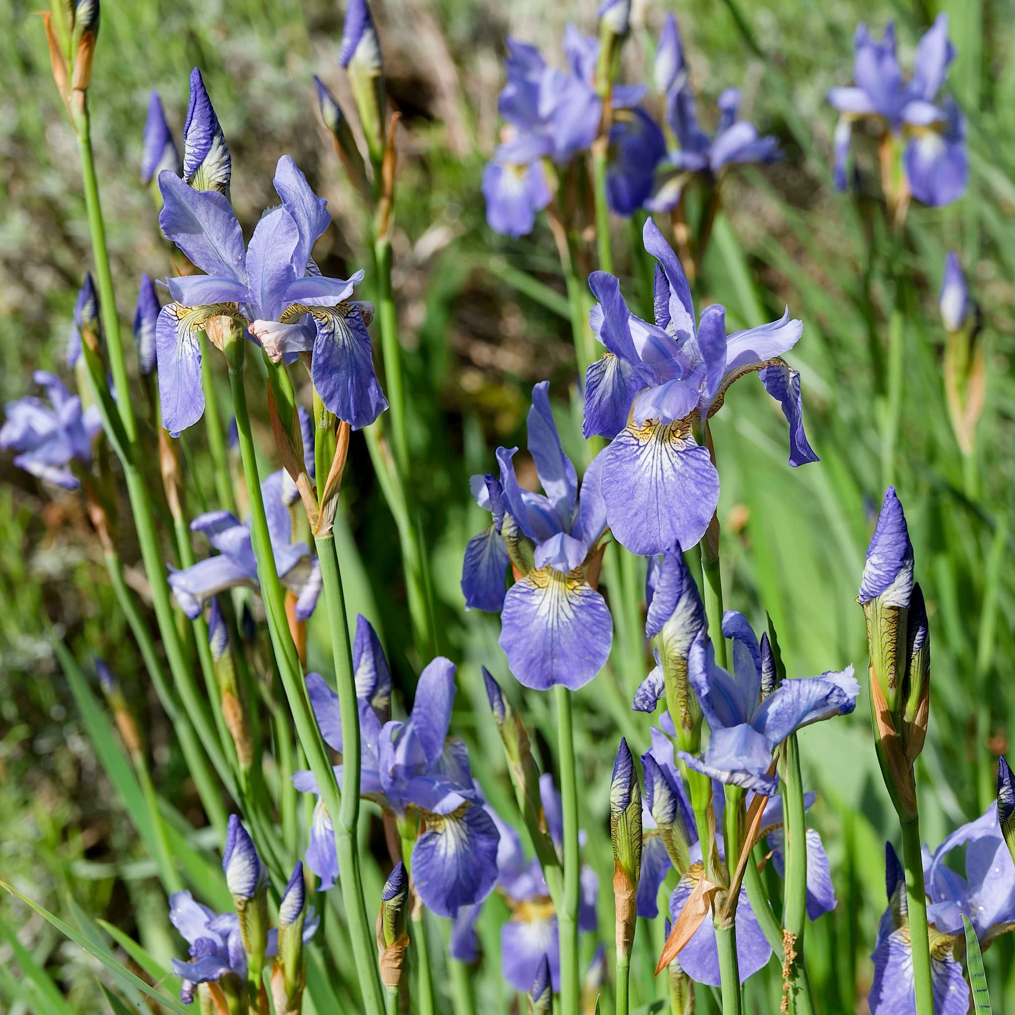 Iris sib. 'Perry's Blue'