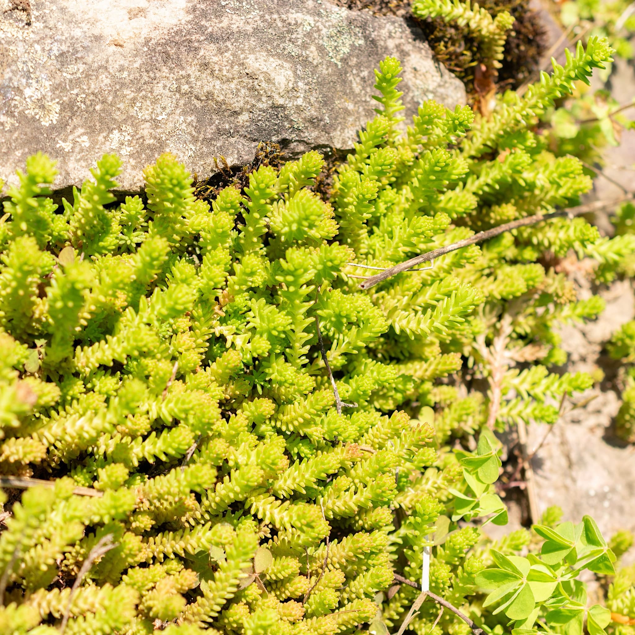 Sedum sexangulare