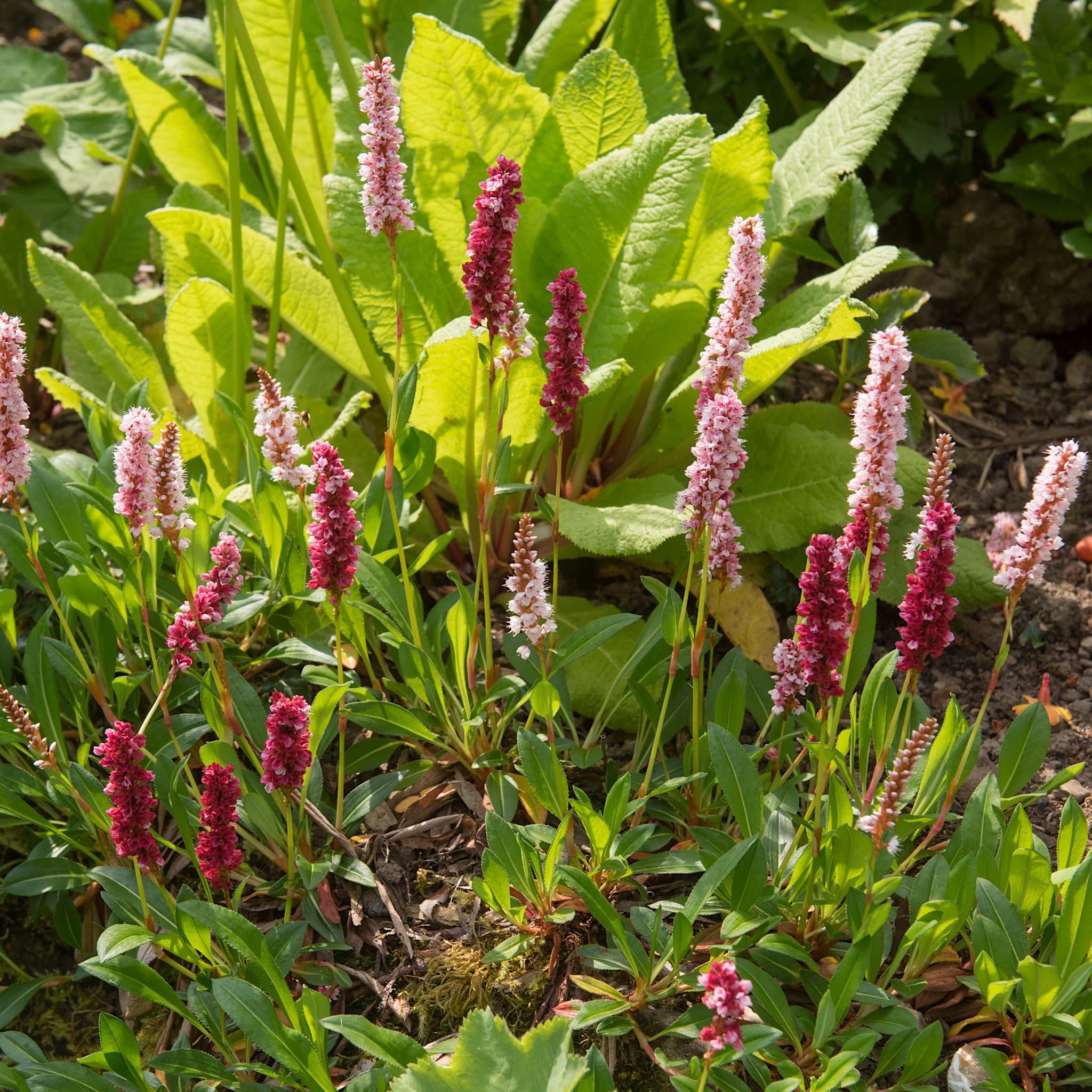Persicaria affinis 'Superba'