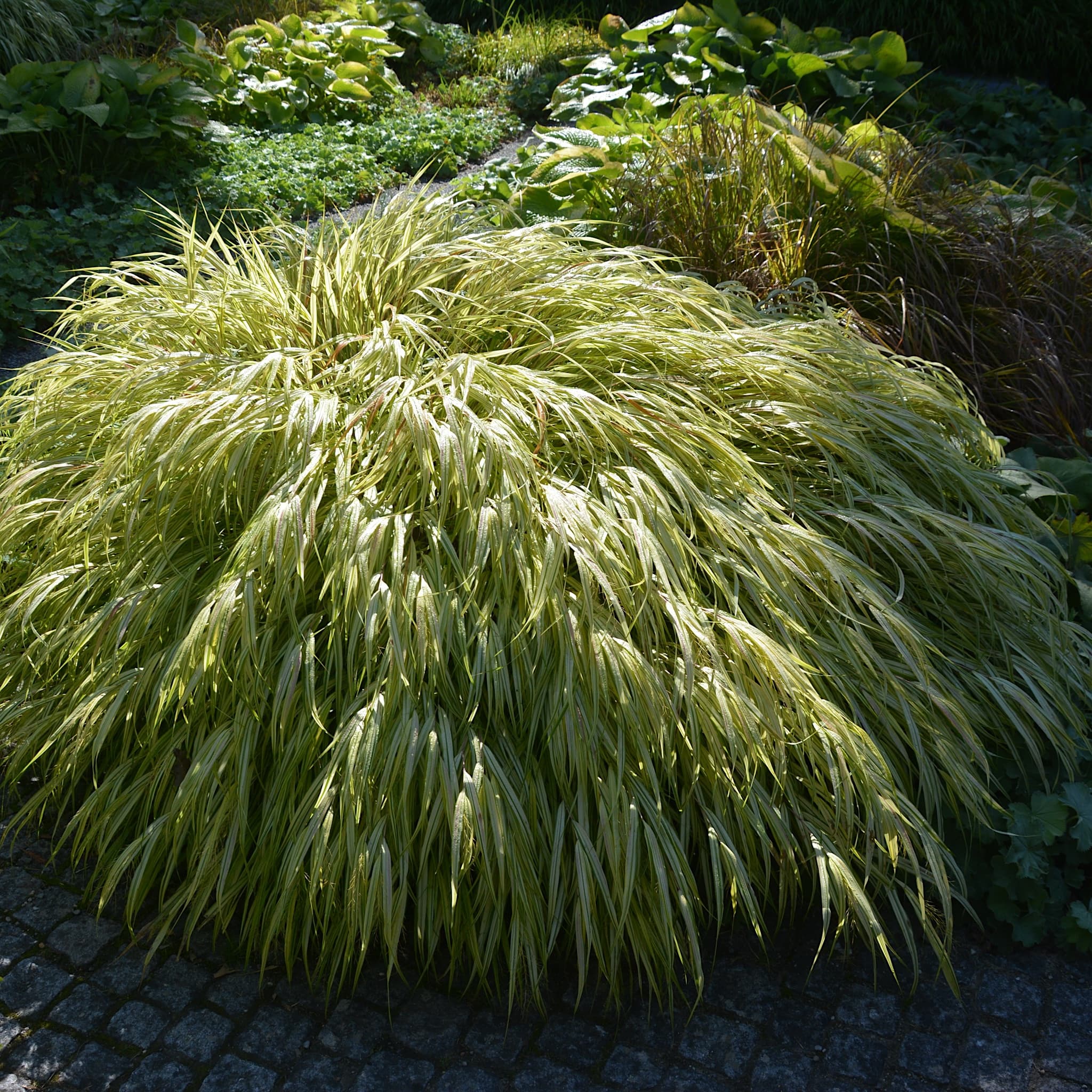 Hakonechloa macra 'Aureola'