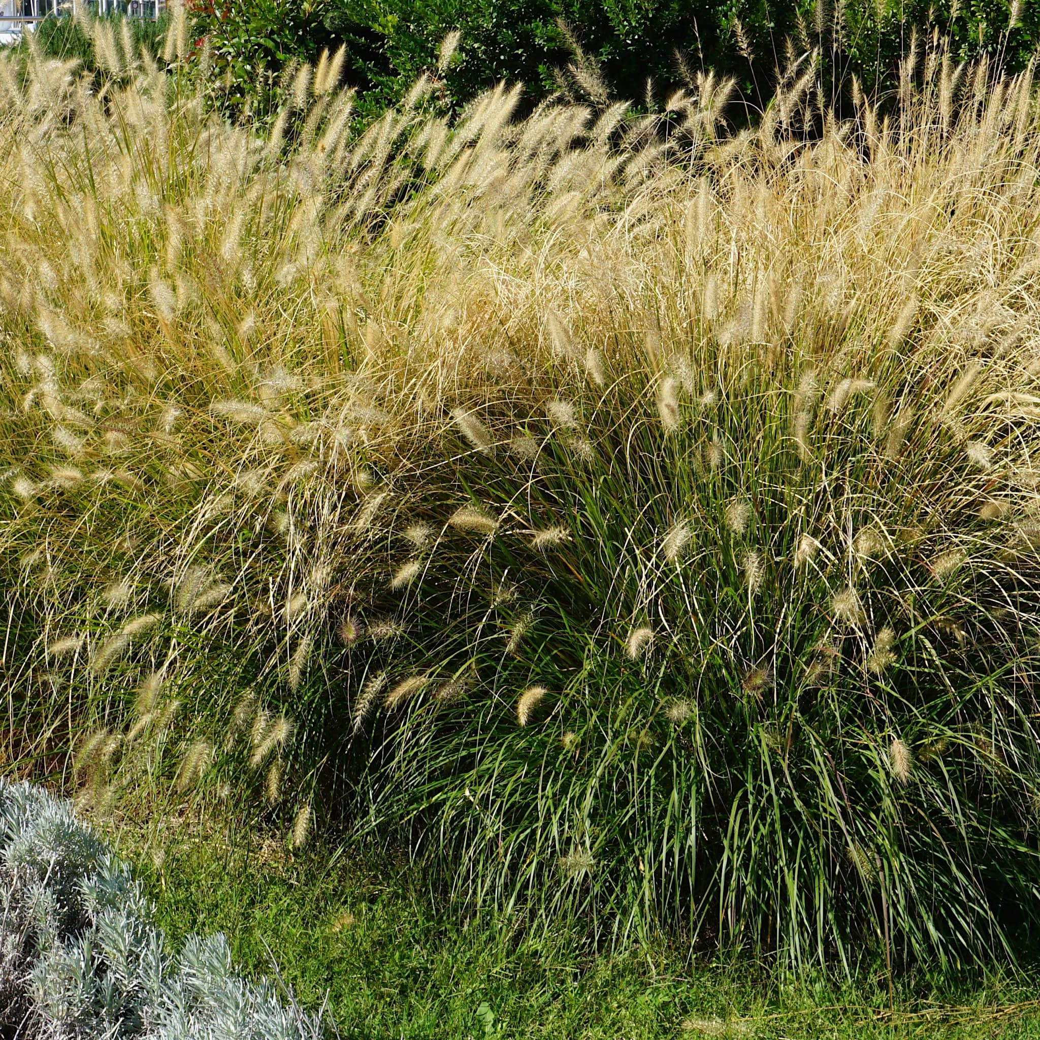Pennisetum alop. 'Hameln'