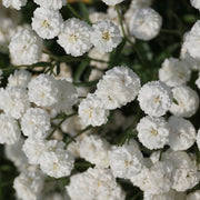 Achillea ptarmica ‘The Pearl’