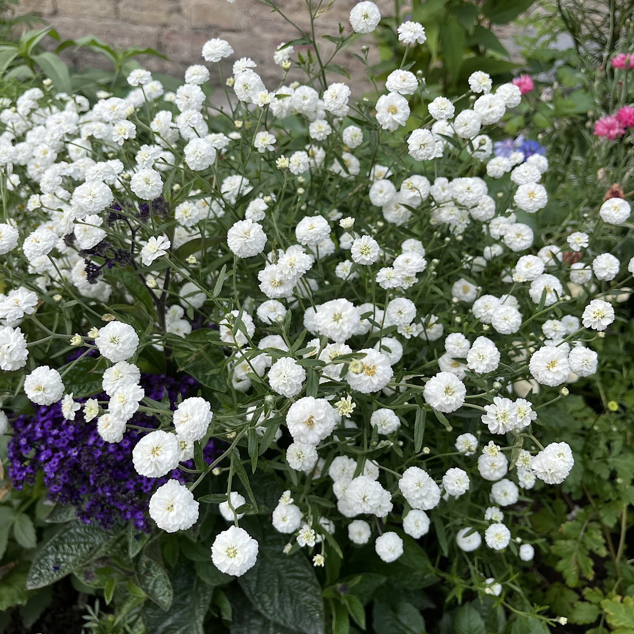 Achillea ptarmica ‘The Pearl’