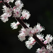 Actaea simplex 'Brunette’