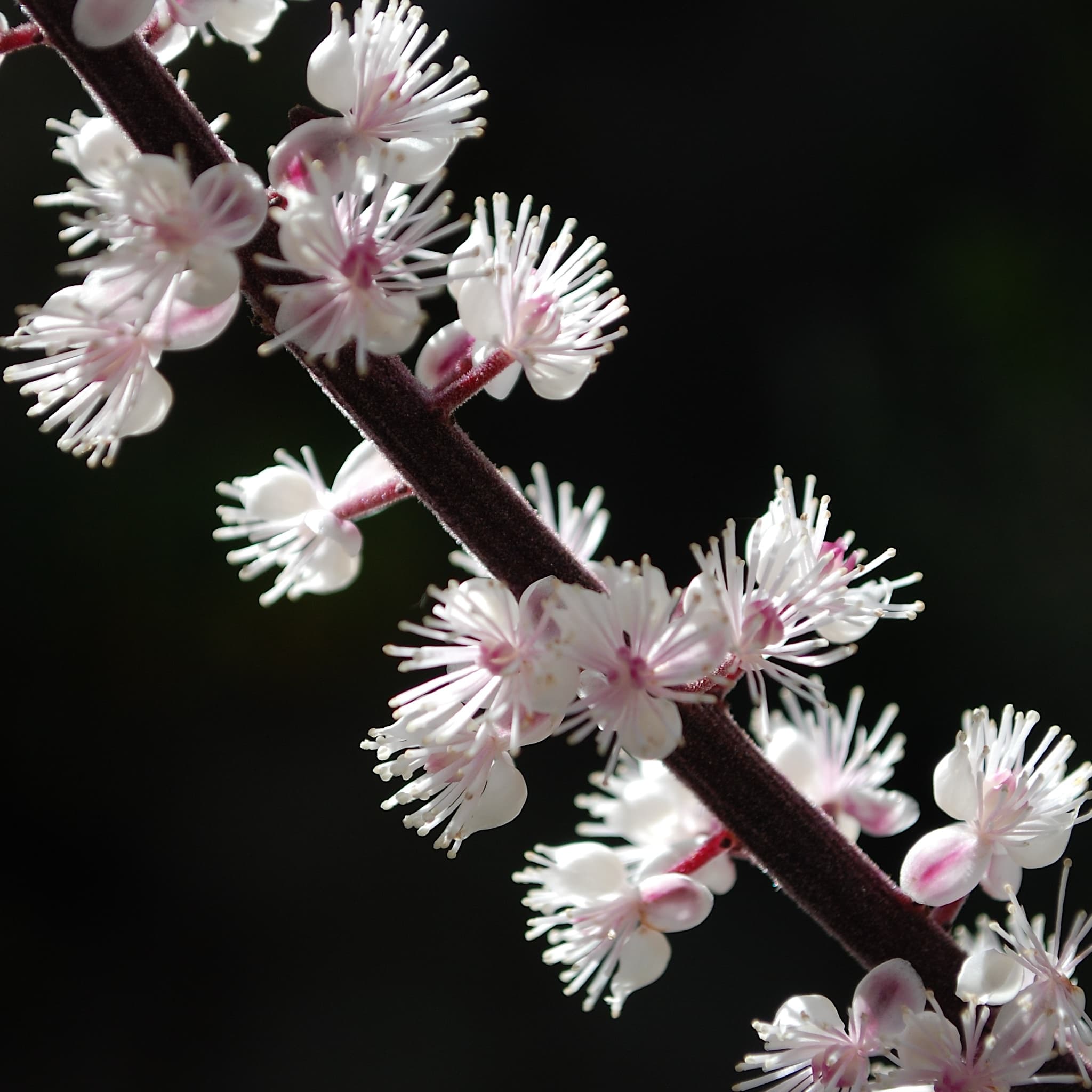 Actaea simplex 'Brunette’