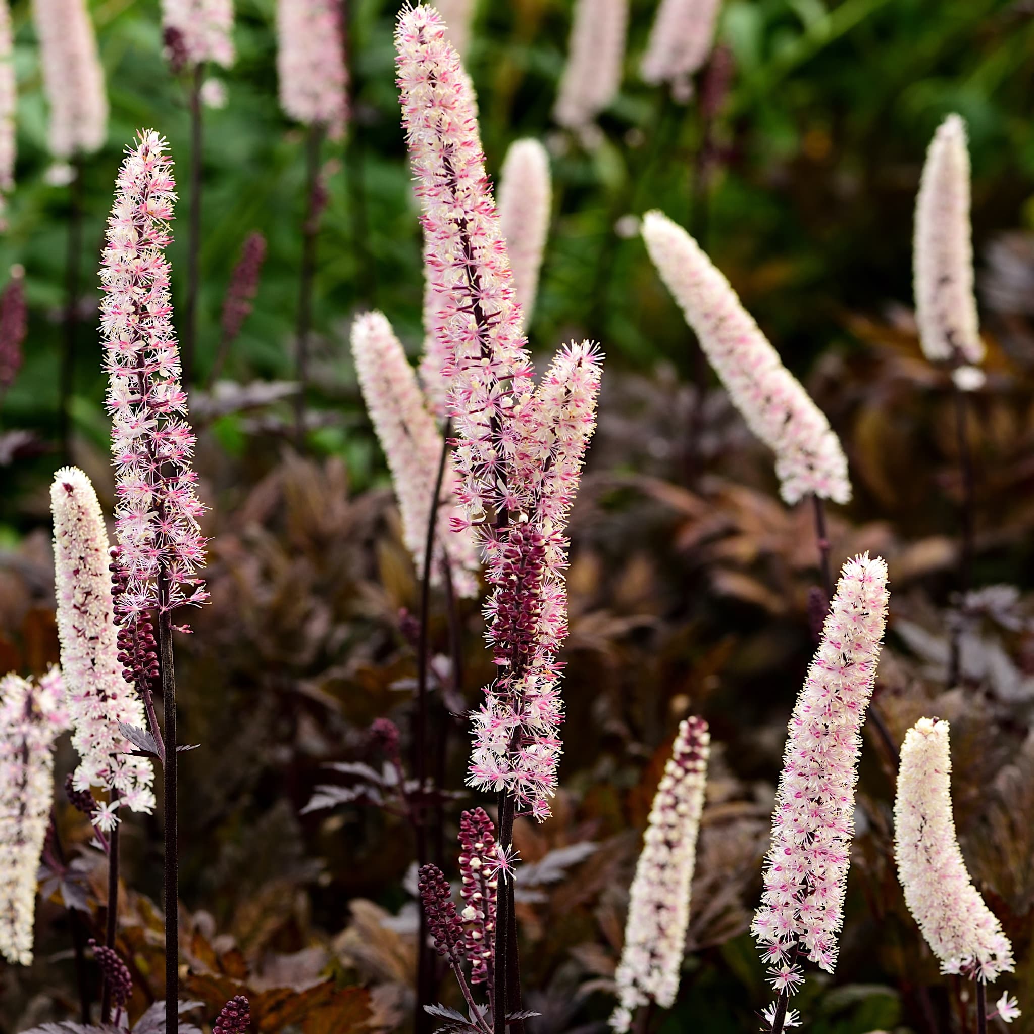 Actaea simplex 'Brunette’