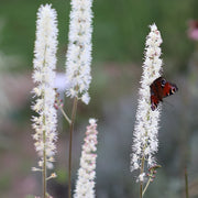 Actaea racemosa