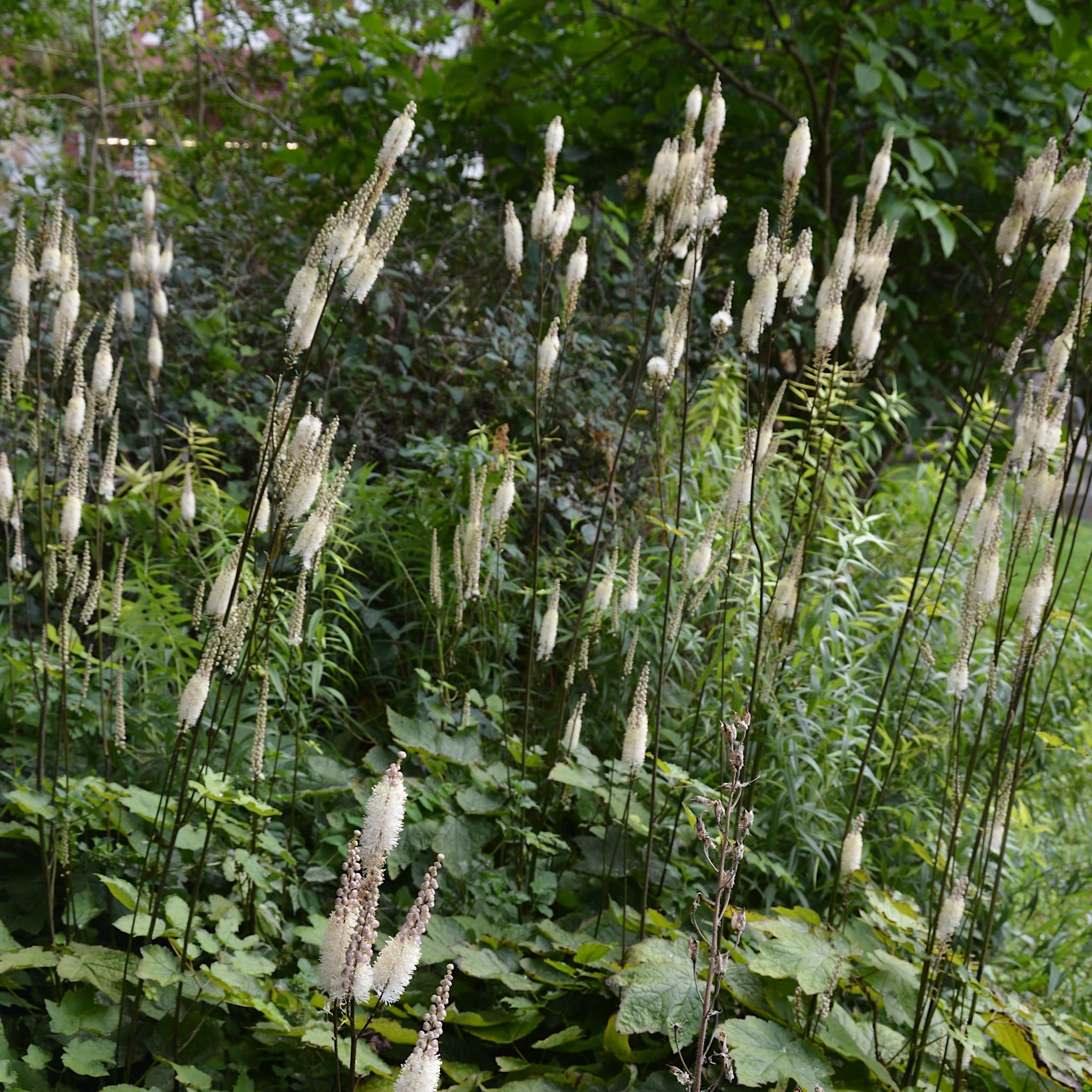 Actaea racemosa