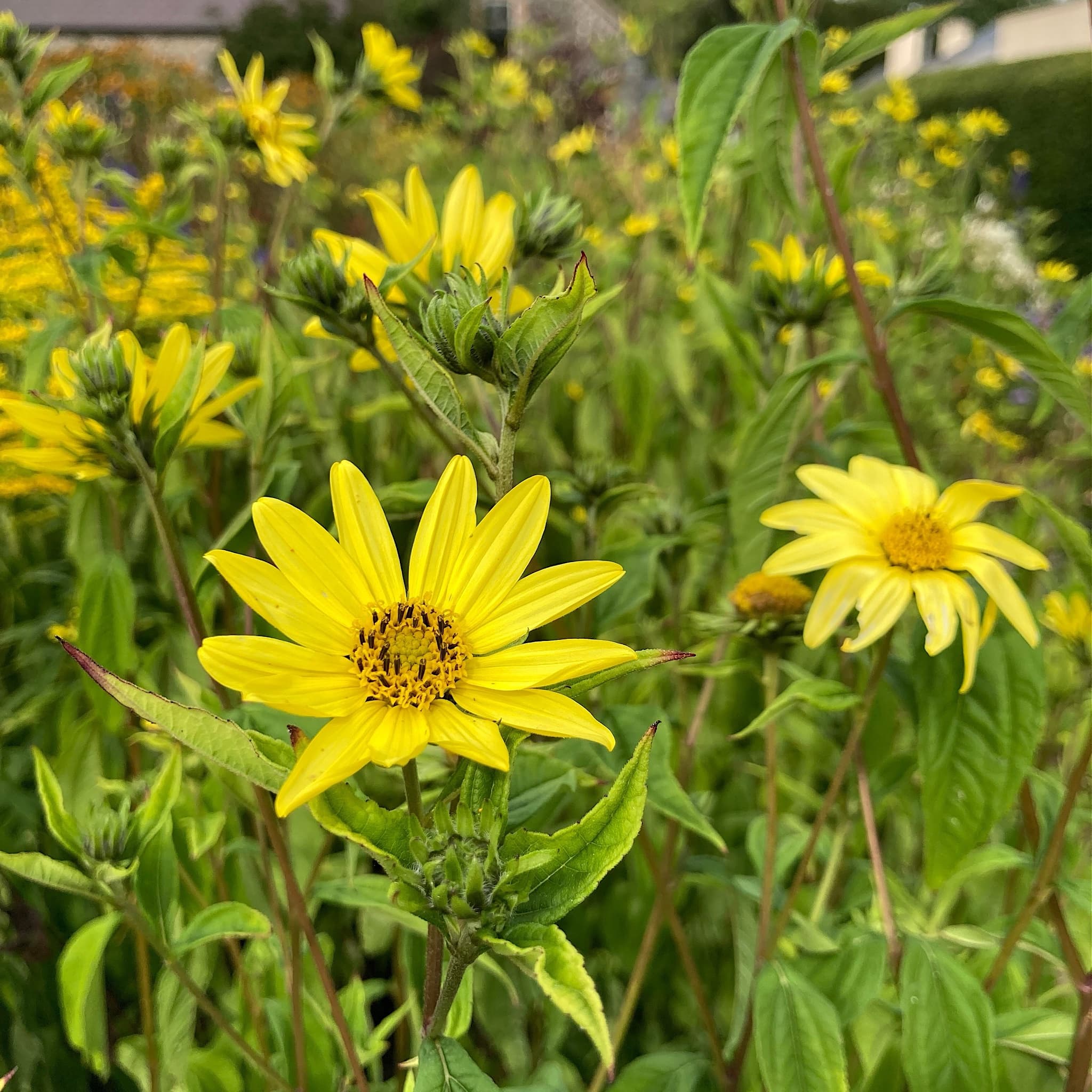 Helianthus 'Lemon Queen'