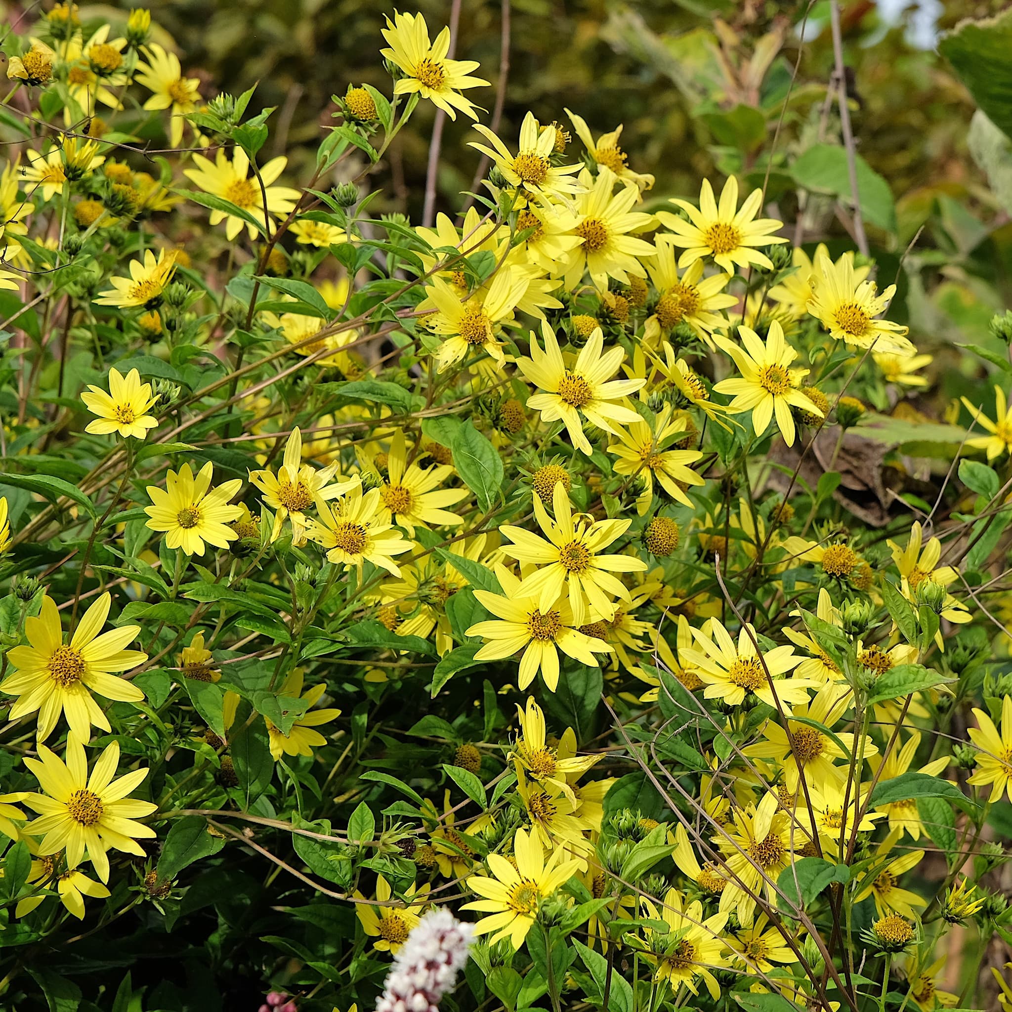 Helianthus 'Lemon Queen'