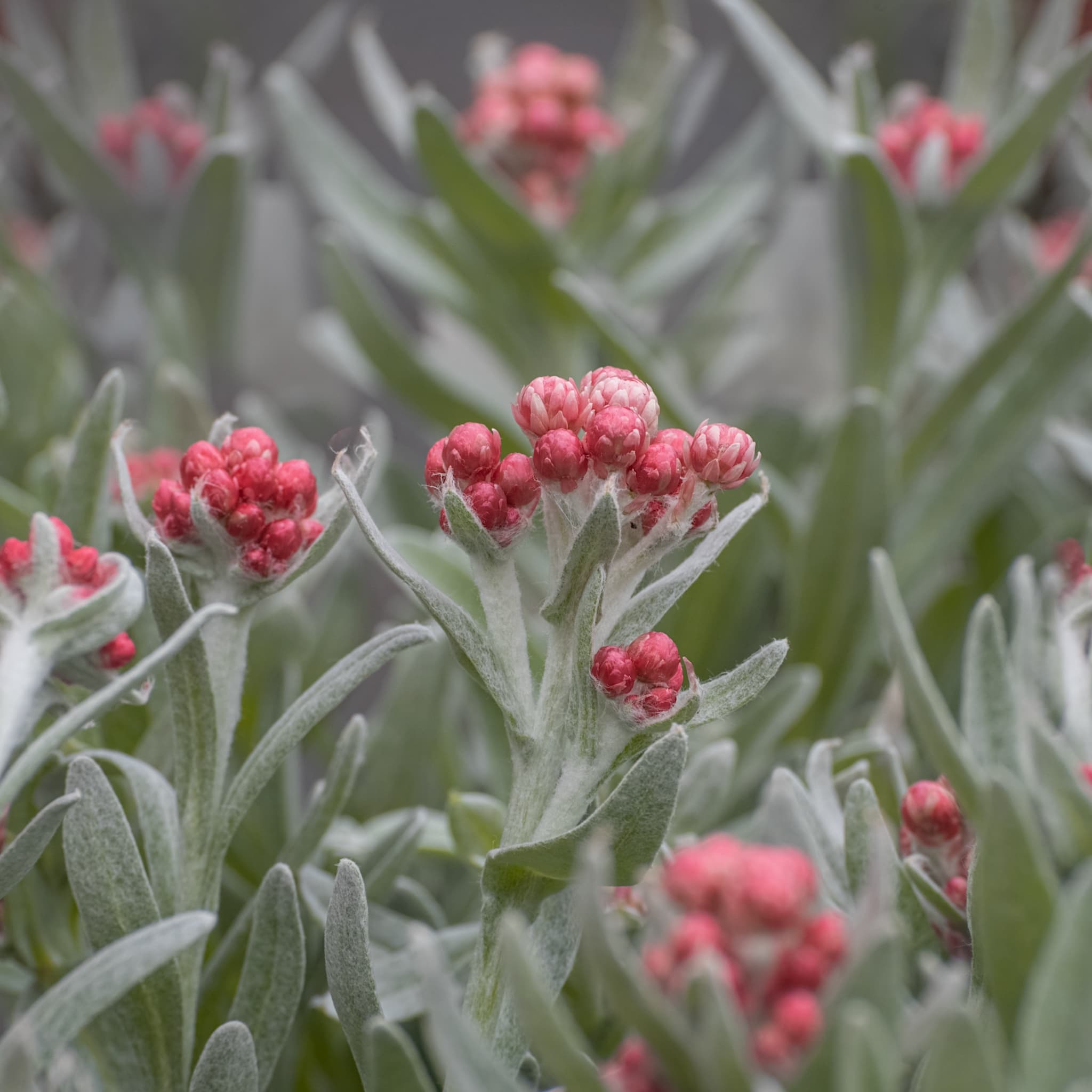 Helichrysum 'Ruby Cluster'