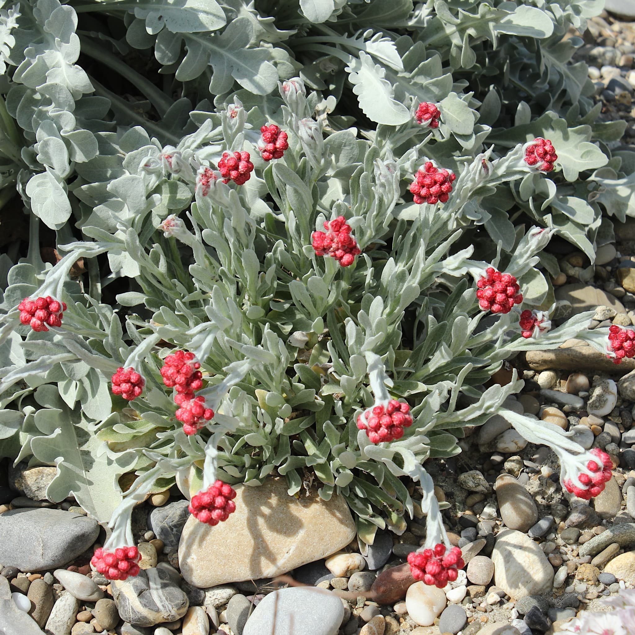 Helichrysum 'Ruby Cluster'