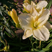 Hemerocallis ‘Arctic Snow'