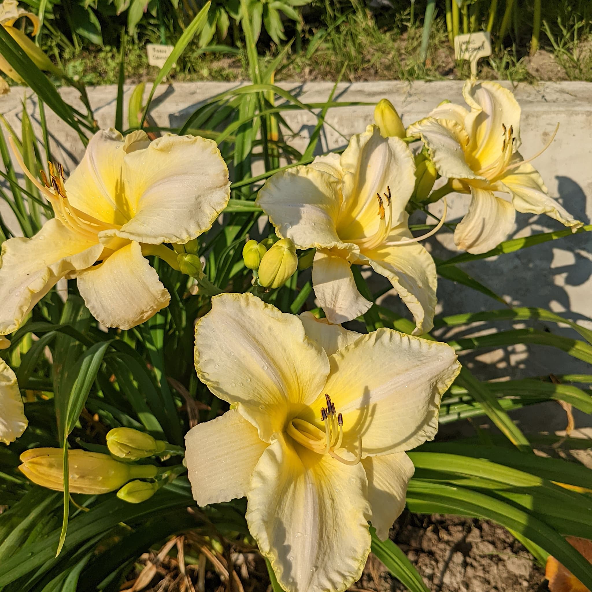 Hemerocallis ‘Arctic Snow'