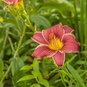 Hemerocallis 'Little Missy'