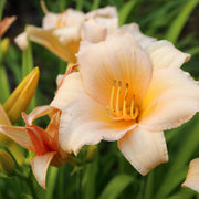 Hemerocallis 'Mini Pearl’