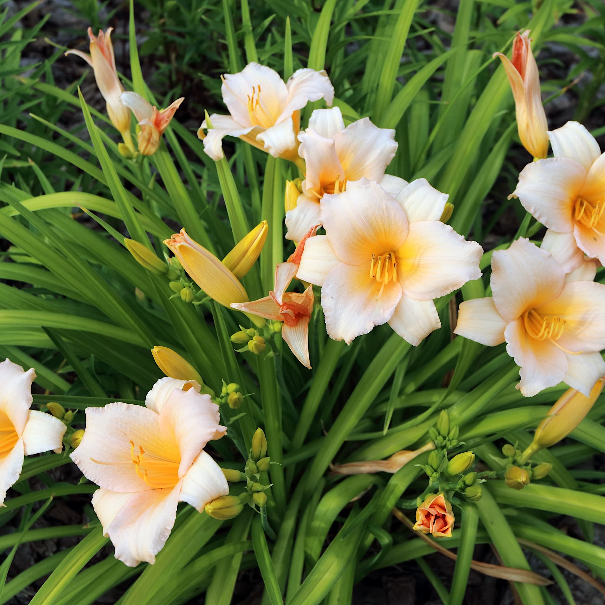 Hemerocallis 'Mini Pearl’