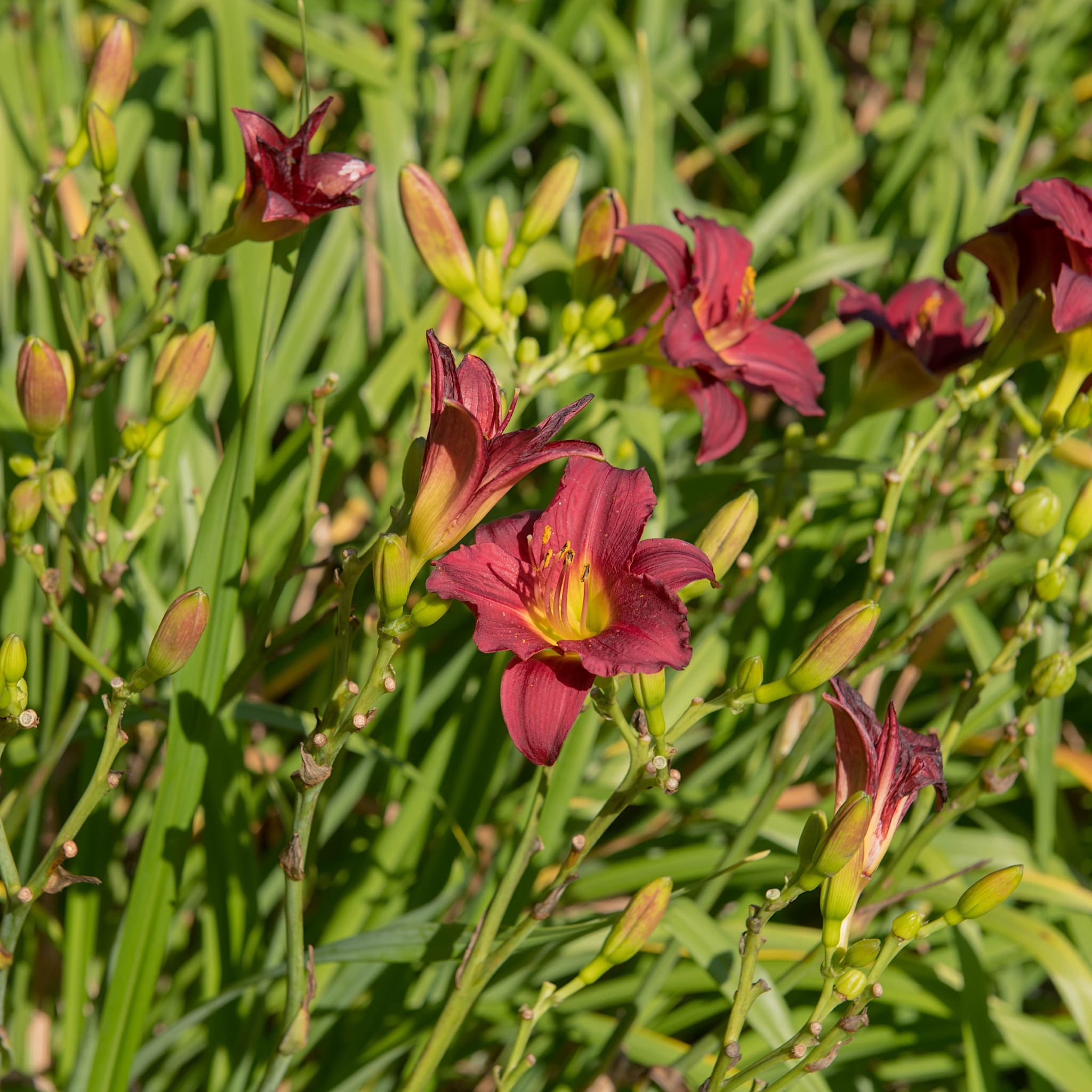 Hemerocallis 'Pardon Me'