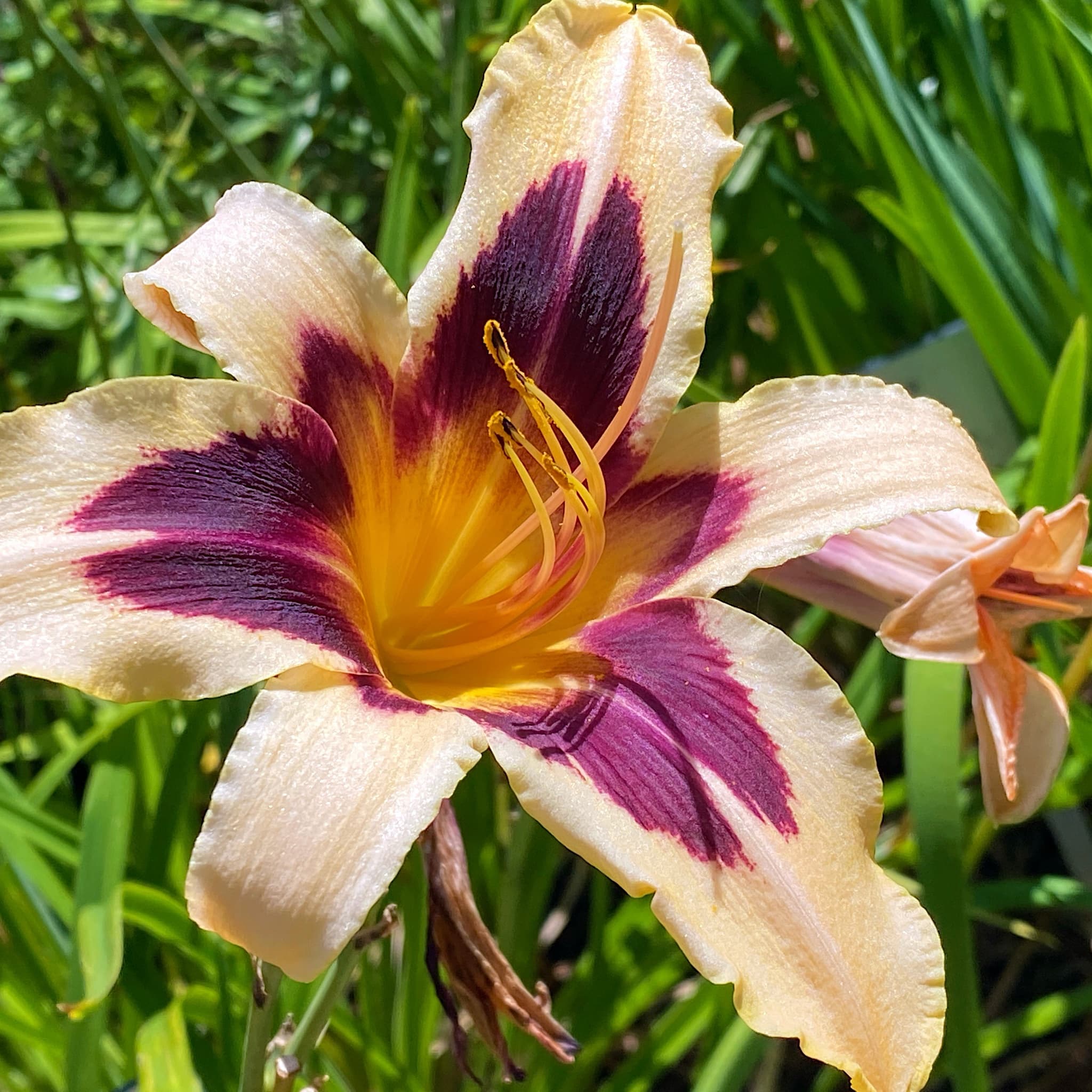 Hemerocallis 'Wild Horses'