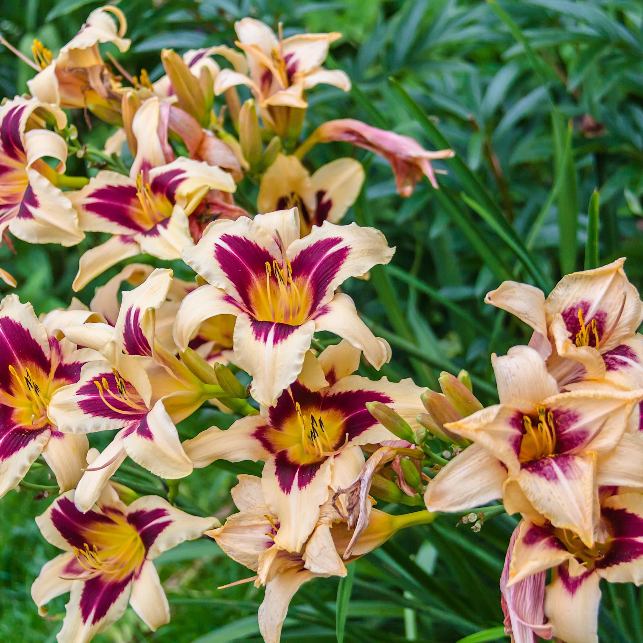 Hemerocallis 'Wild Horses'