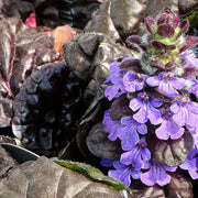 Ajuga reptans 'Black Scallop’