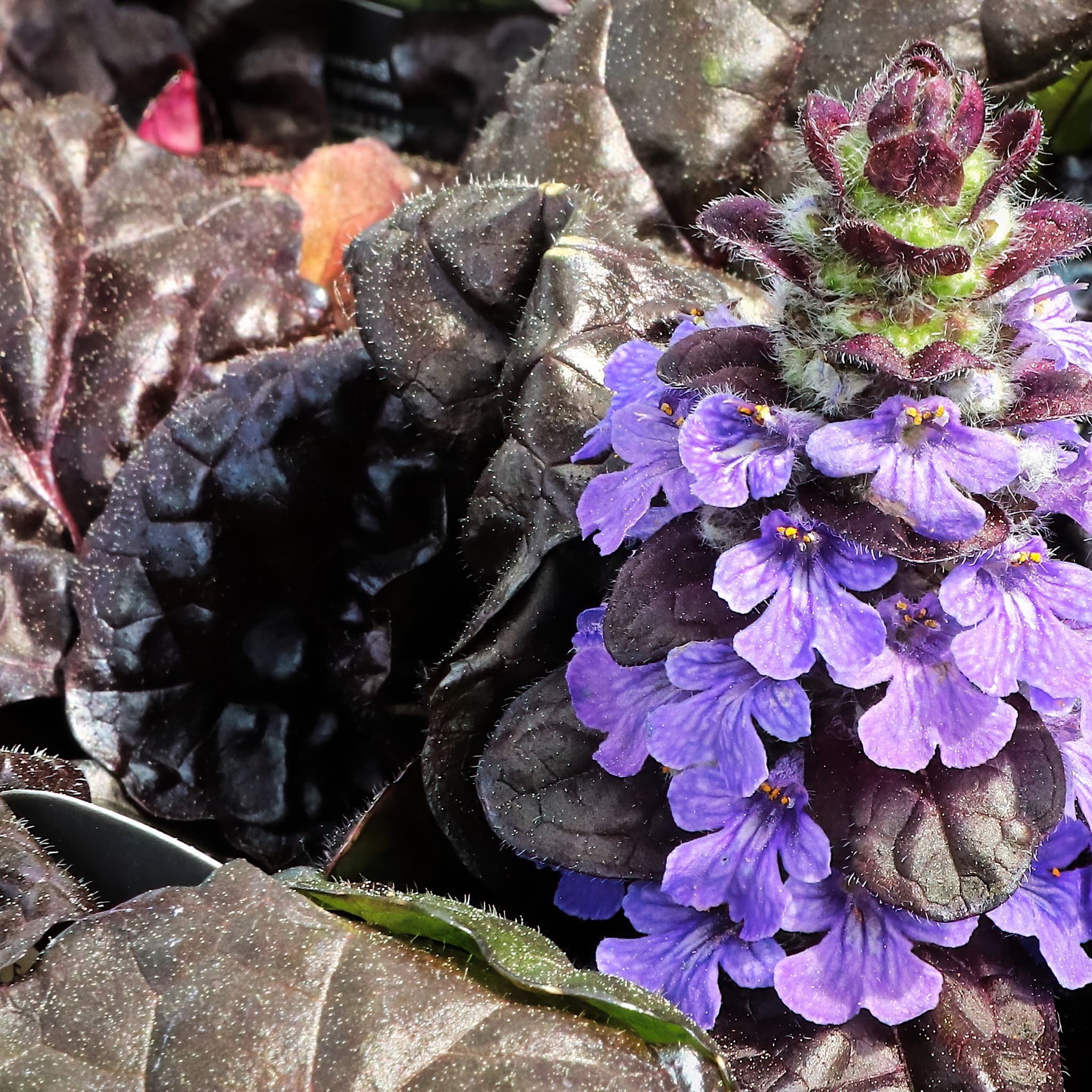 Ajuga reptans 'Black Scallop’