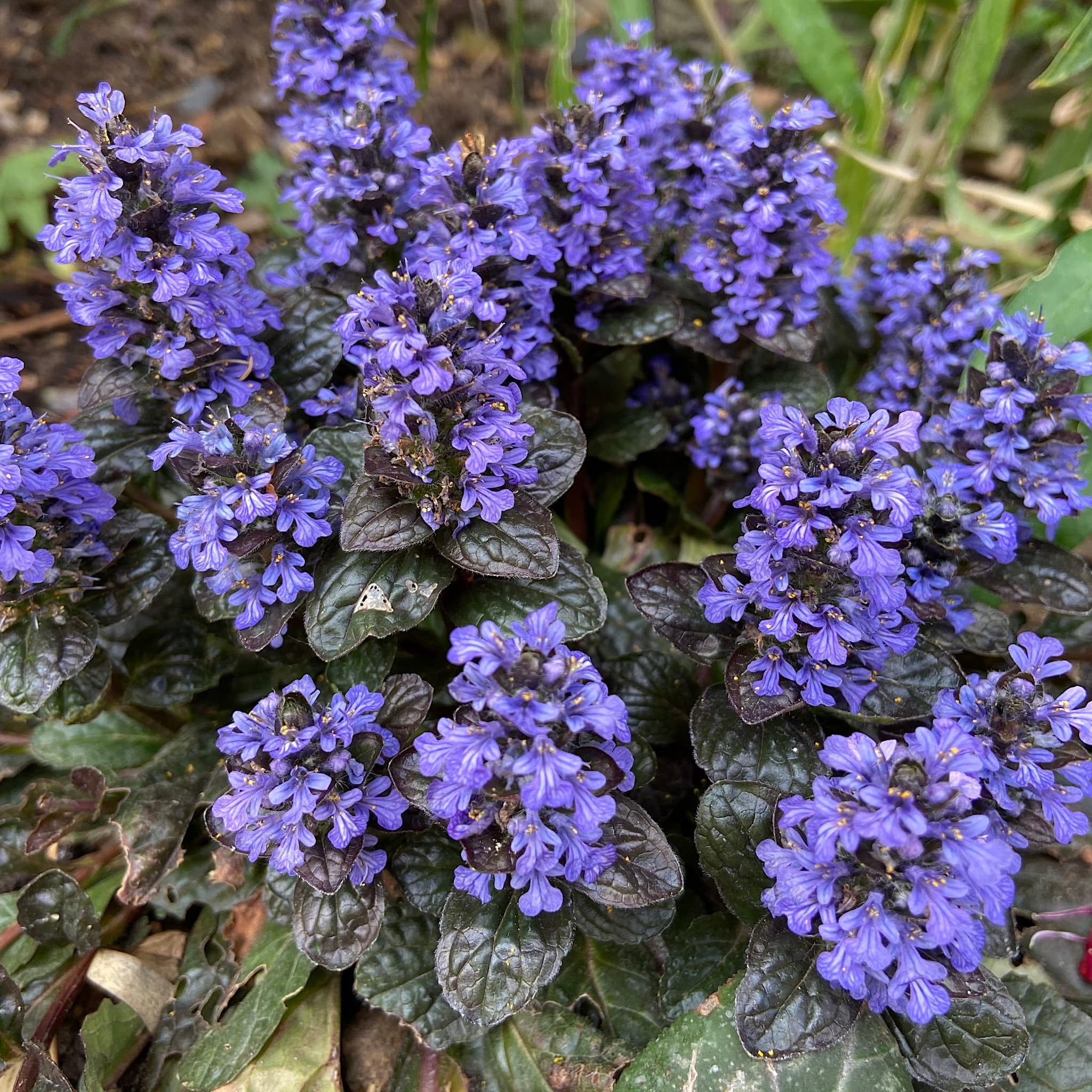Ajuga reptans 'Black Scallop’