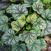 Heuchera 'Green Spice'