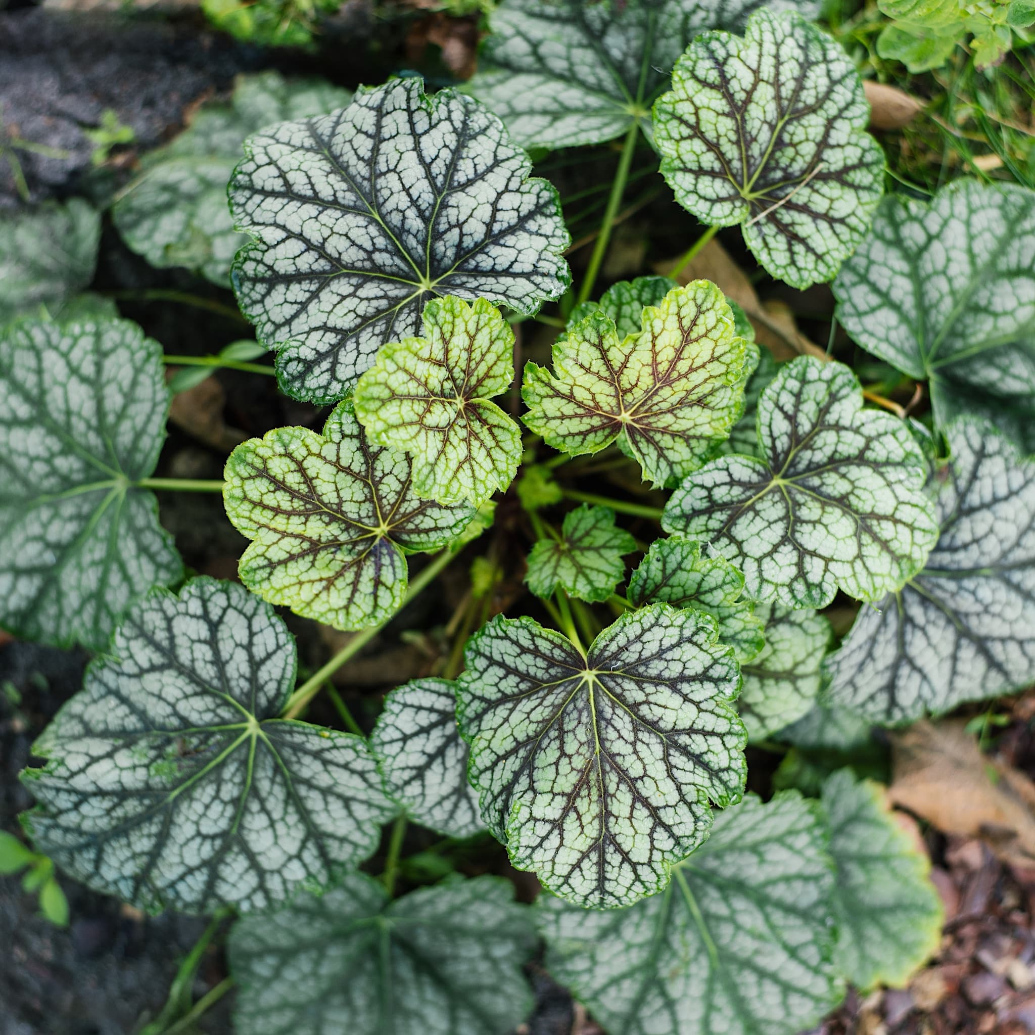 Heuchera 'Green Spice'