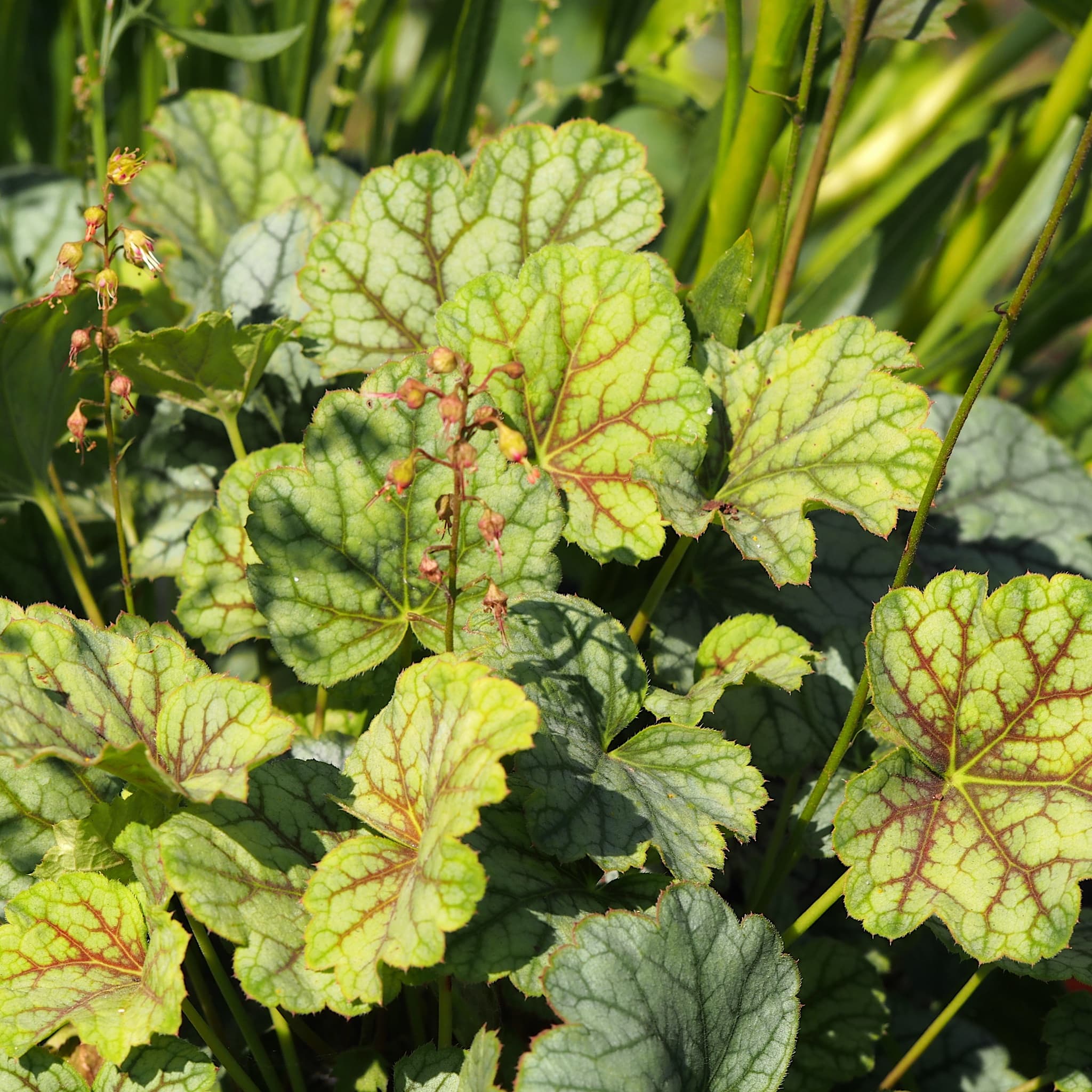 Heuchera 'Green Spice'