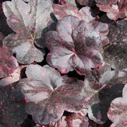 Heuchera 'Midnight Rose'