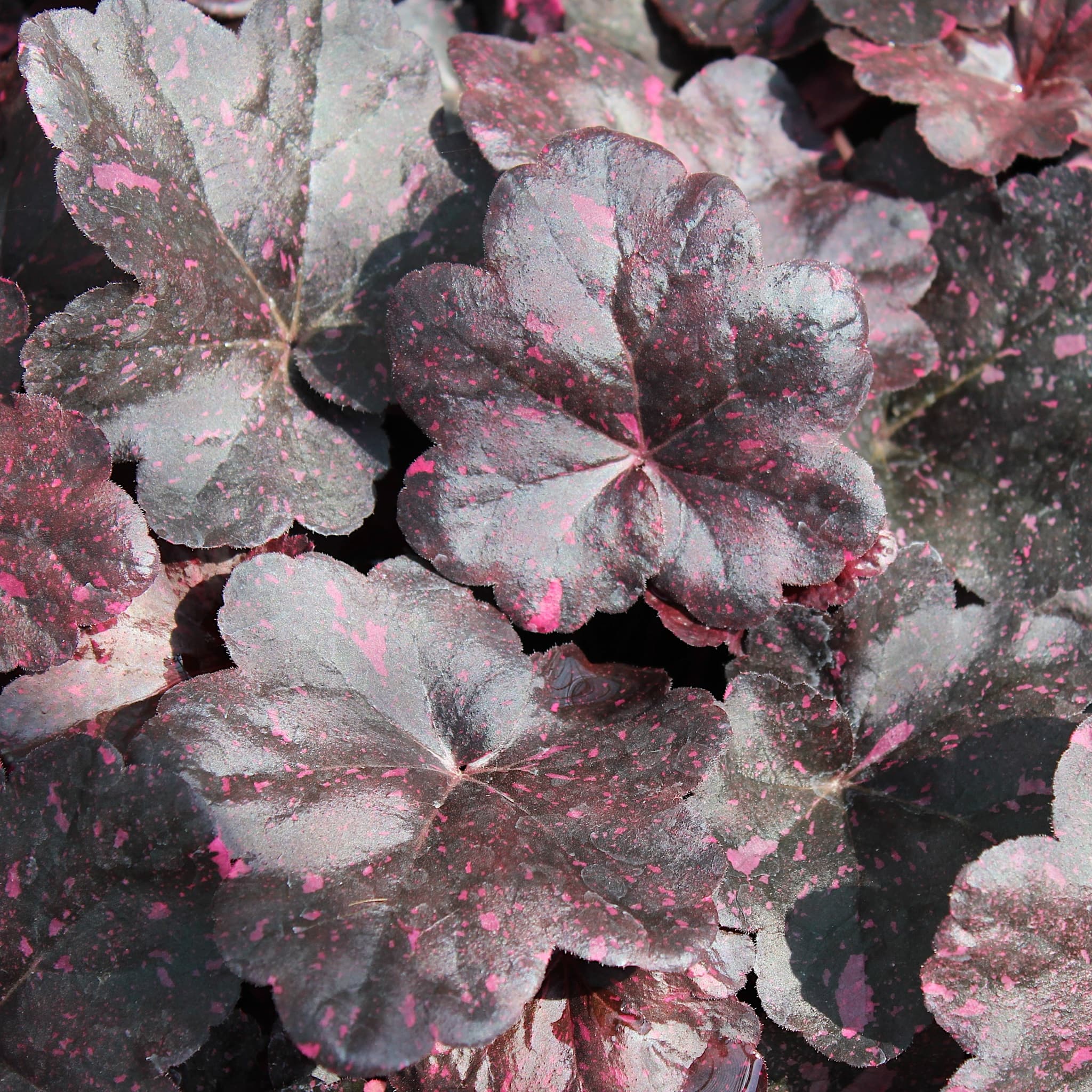 Heuchera 'Midnight Rose'