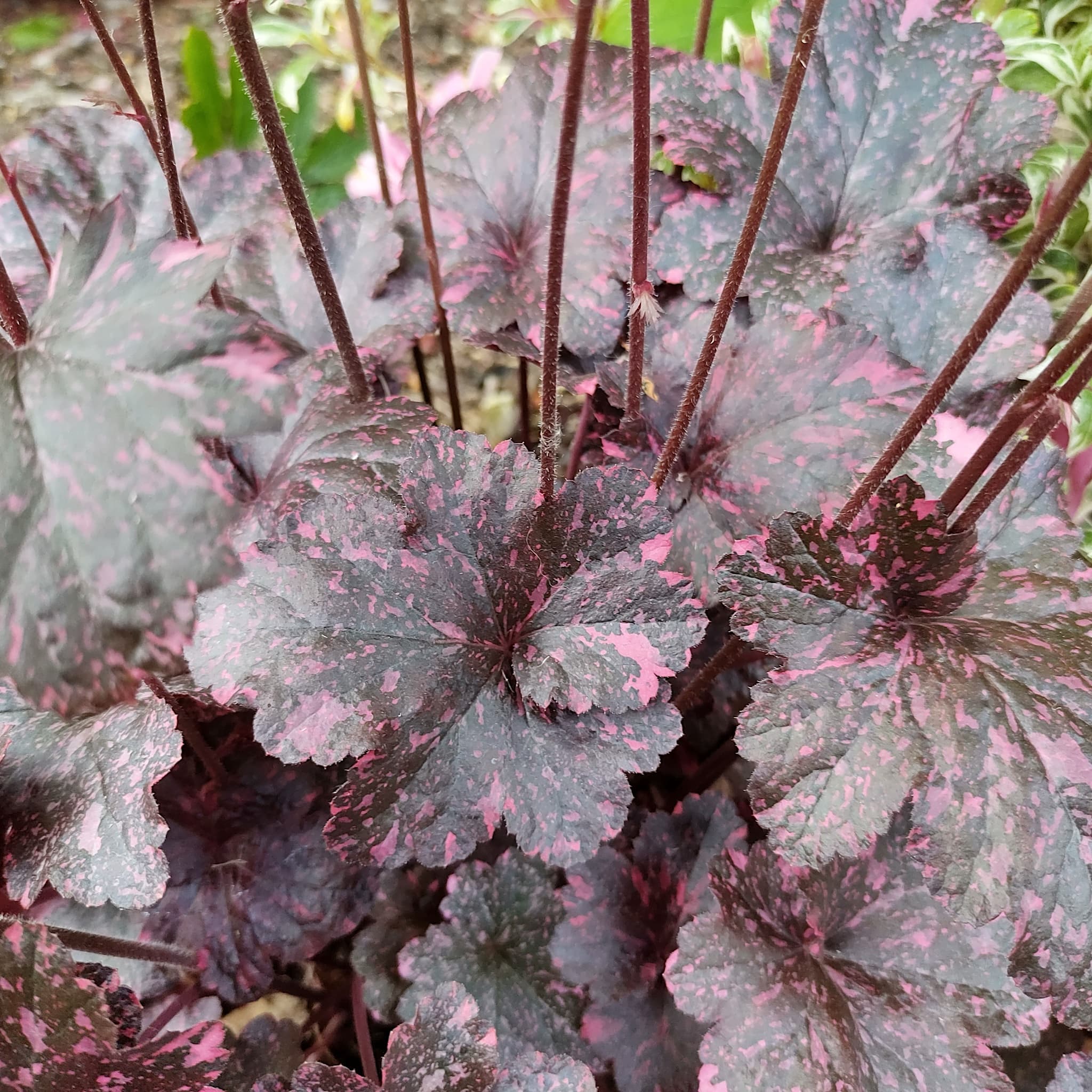 Heuchera 'Midnight Rose'