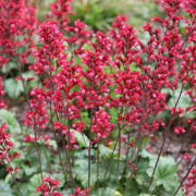 Heuchera 'Paris'