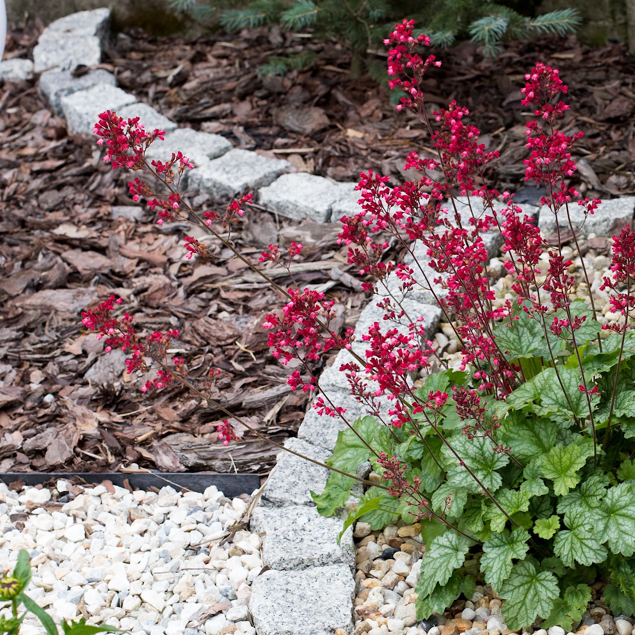 Heuchera 'Paris'