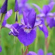 Iris sib 'Caesars Brother’