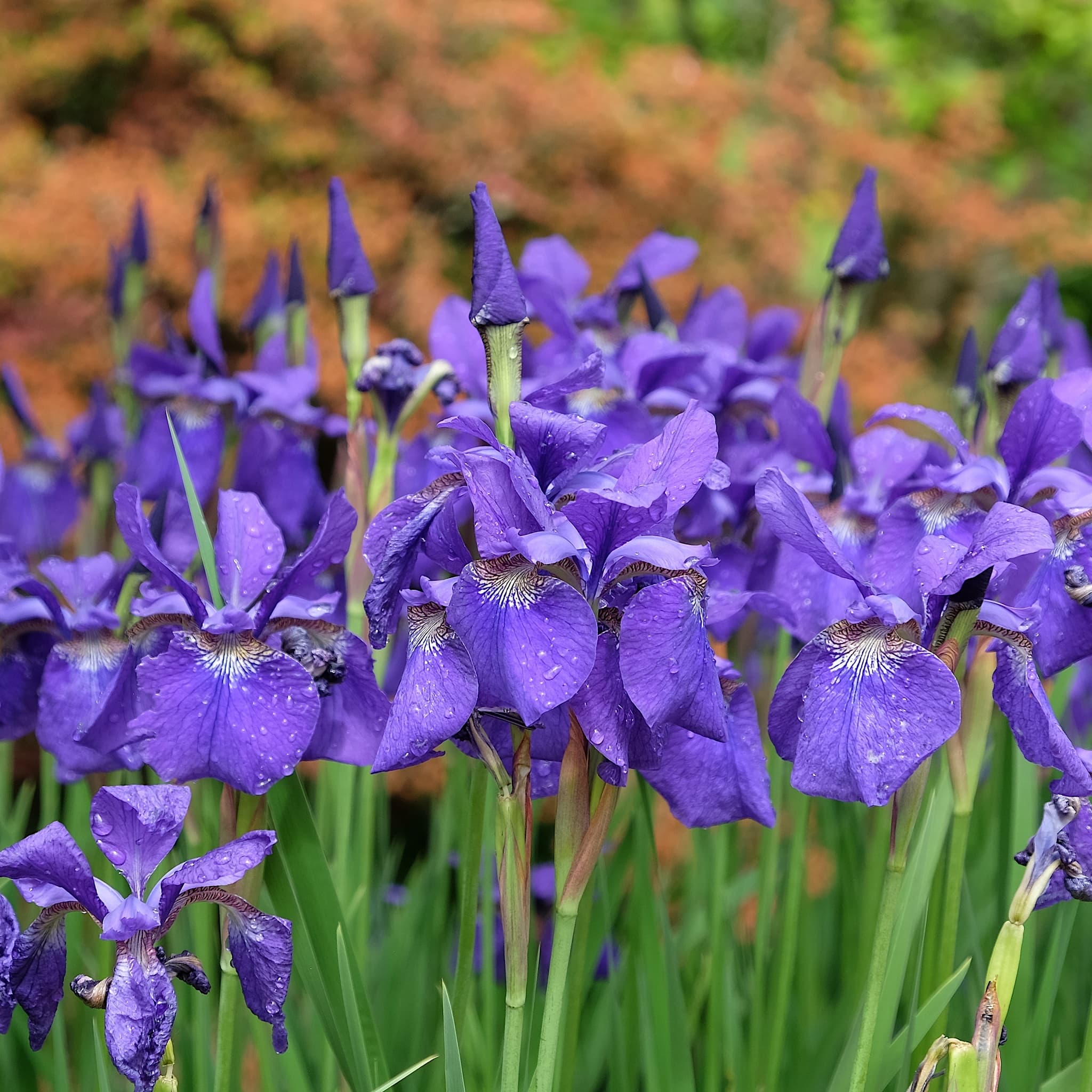 Iris sib 'Caesars Brother’