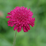 Knautia 'Red Knight'