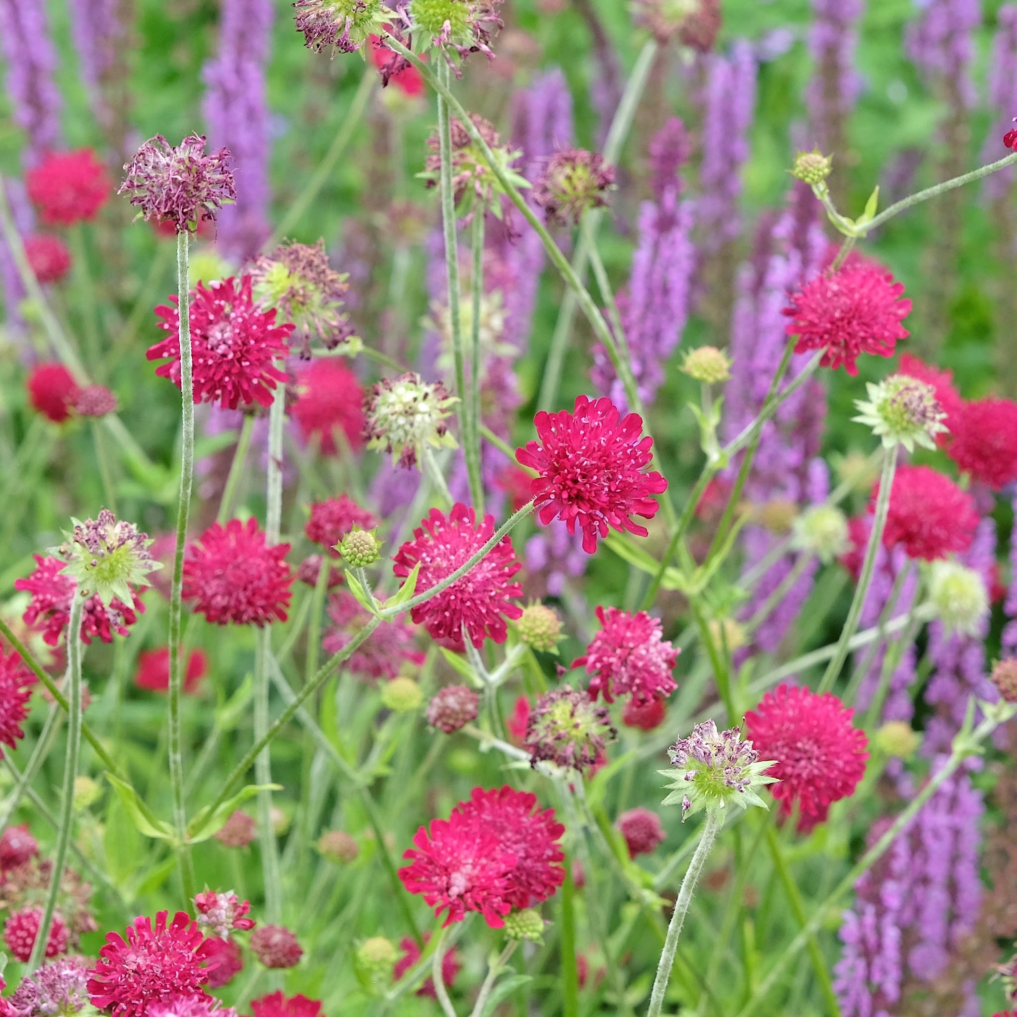 Knautia 'Red Knight'