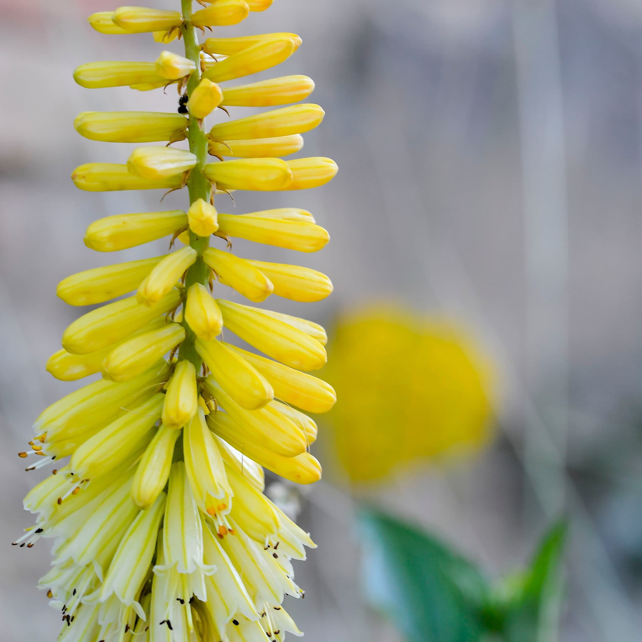 Kniphofia 'Lemon Popsicle'
