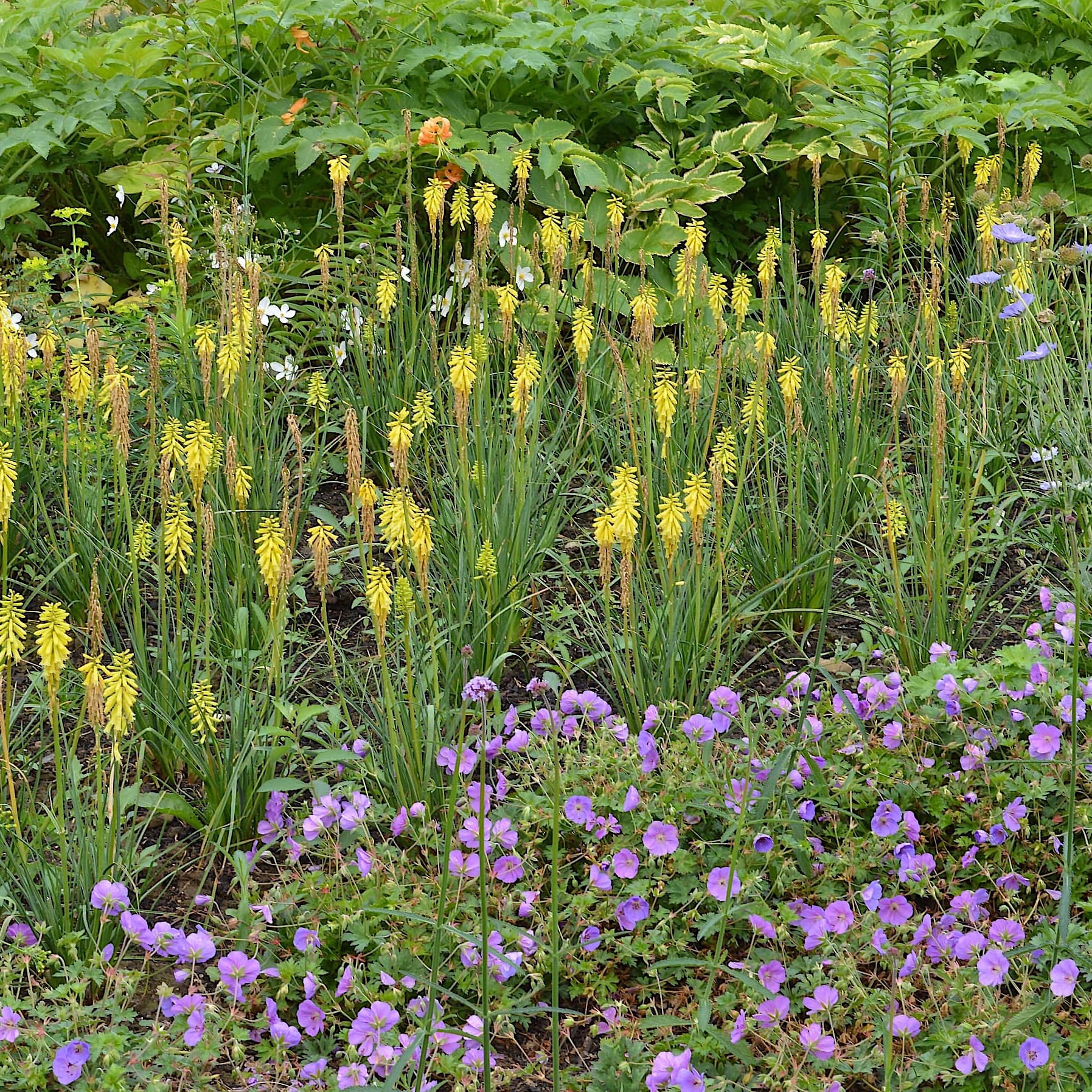 Kniphofia 'Lemon Popsicle'