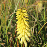 Kniphofia 'Pineapple Popsicle'
