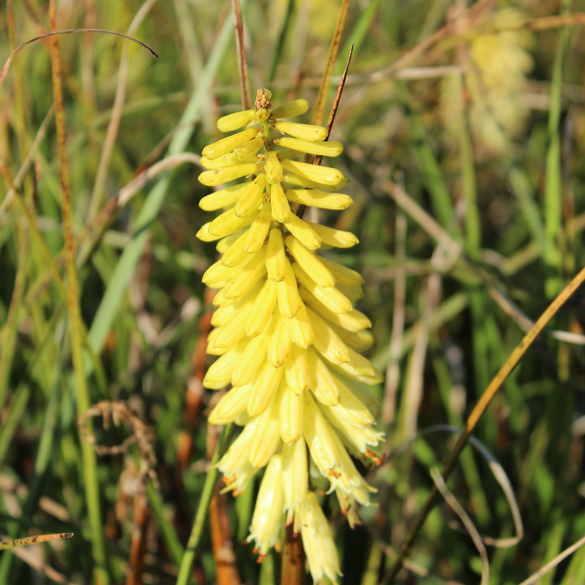 Kniphofia 'Pineapple Popsicle'