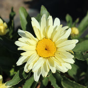 Leucanthemum 'Banana Cream'