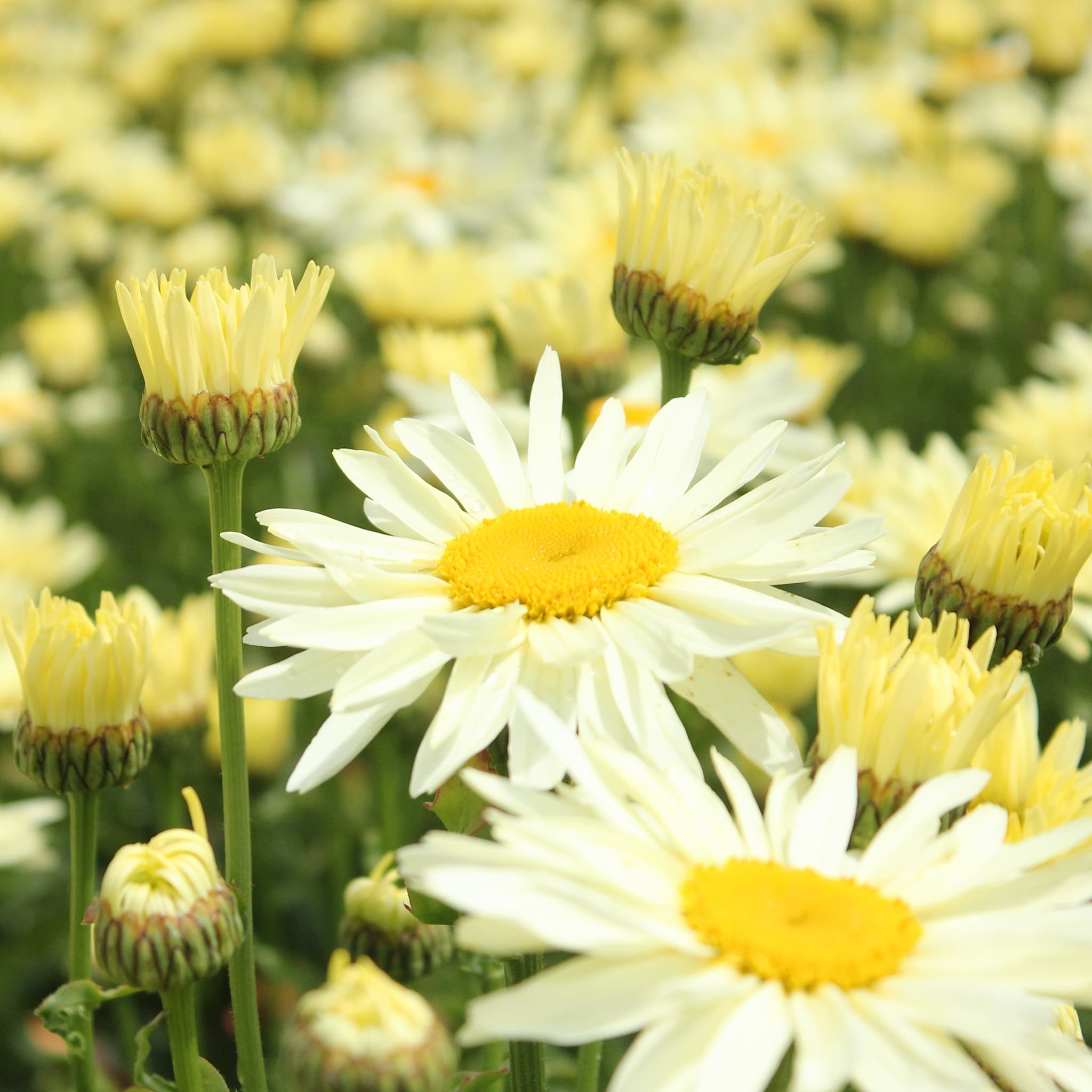 Leucanthemum 'Banana Cream'