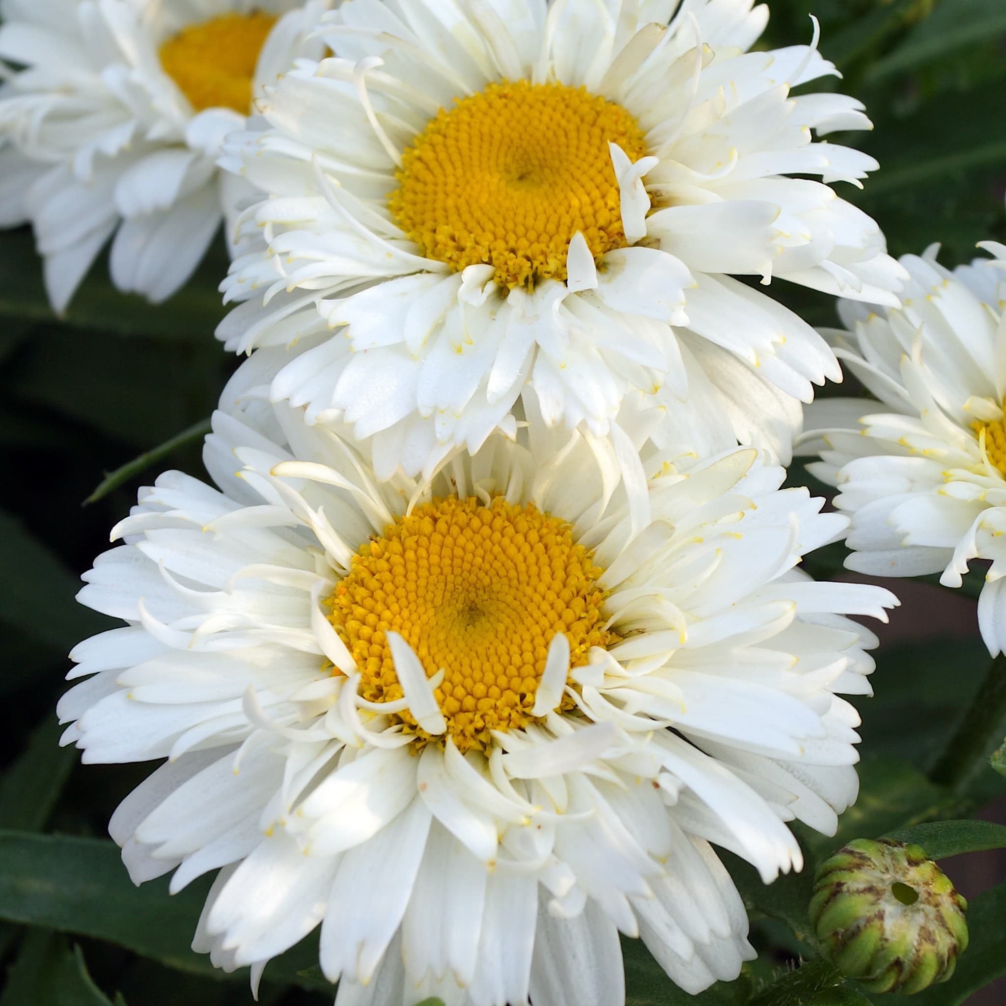 Leucanthemum 'Freak'